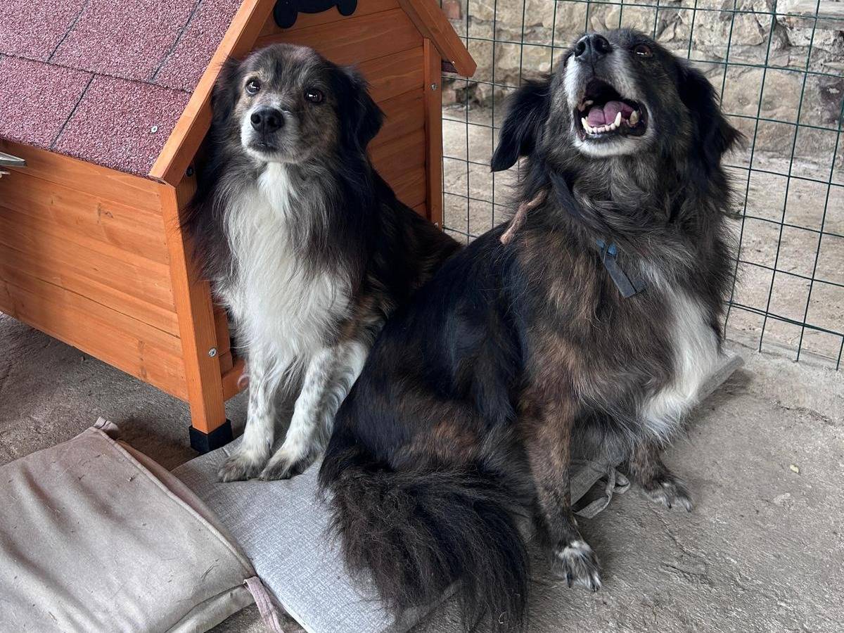 Adotta un cane, femmina, 6 anni  e 3 mesi , Chieti