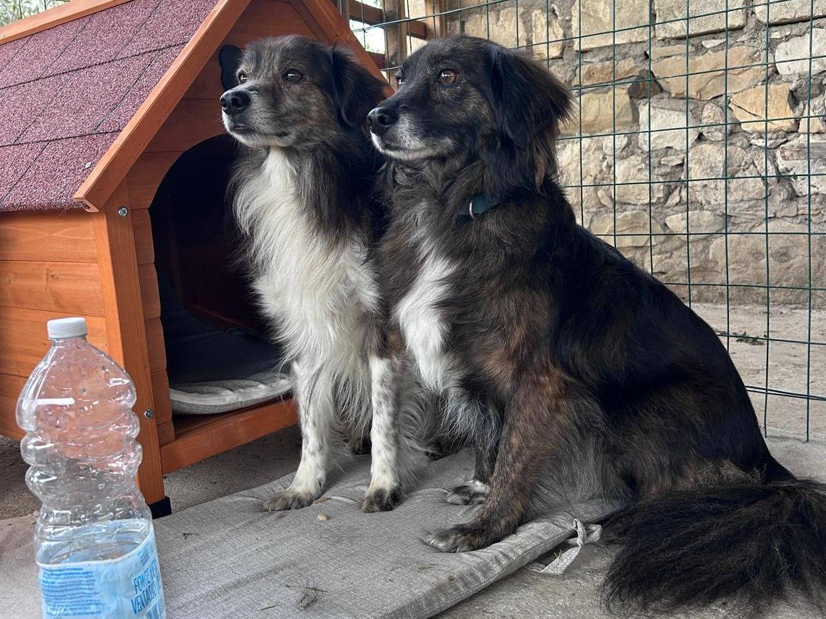 Adotta un cane, taglia piccola, femmina, Chieti