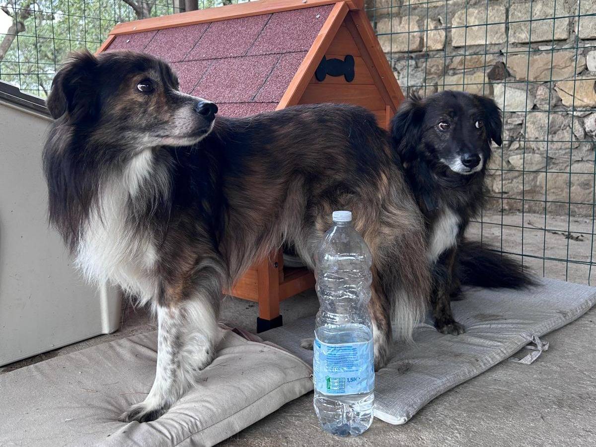 Vuoi adottare un cane a Chieti?