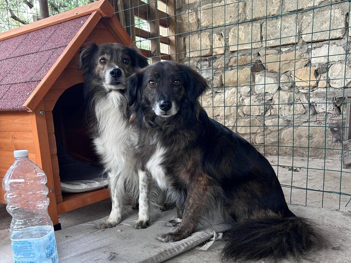 Adotta il cane Coco e Chanel a Chieti