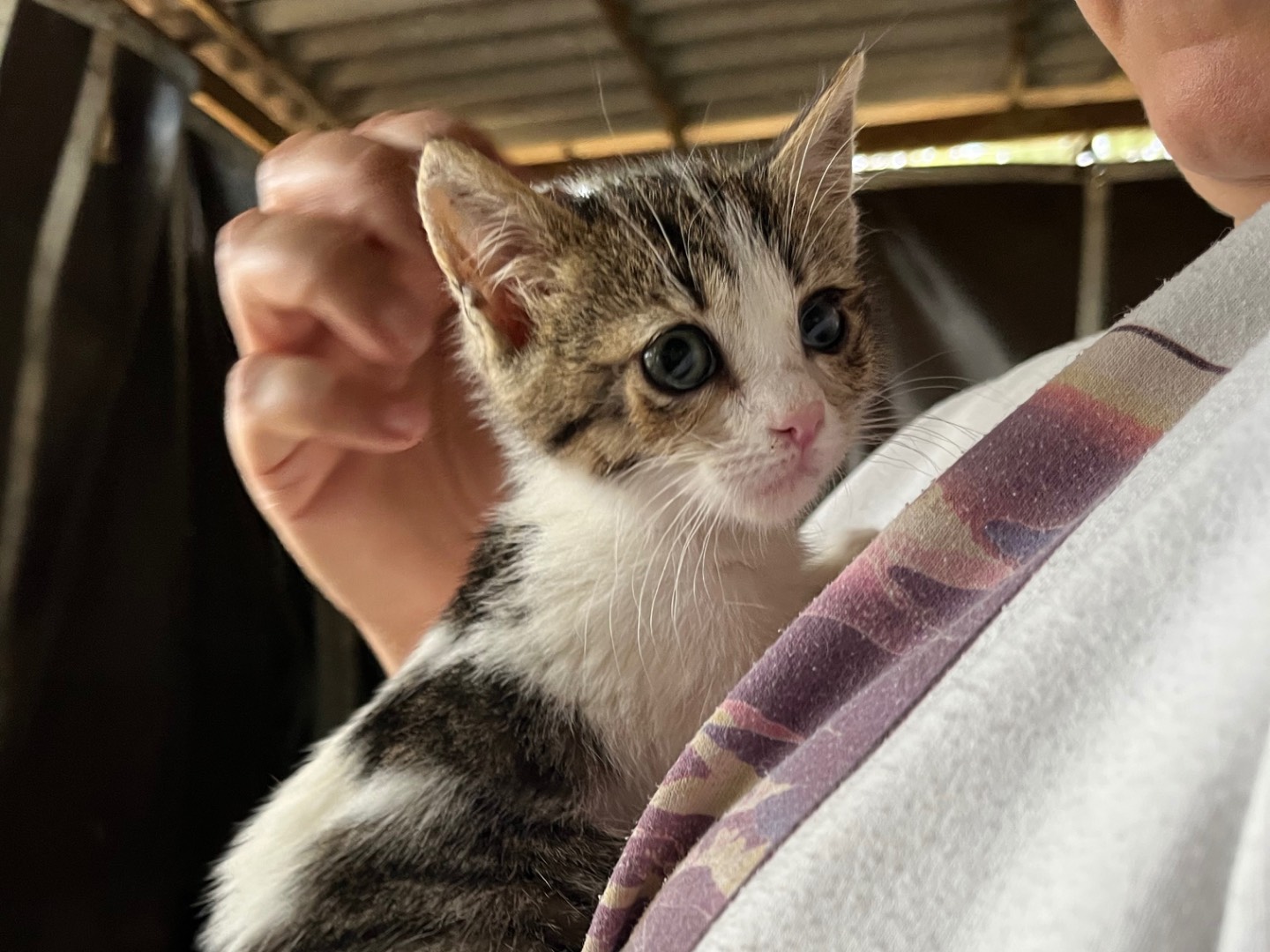 Adozione gatto, femmina, Razza sconosciuta Razza sconosciuta, 3 mesi, taglia non valida, Bergamo