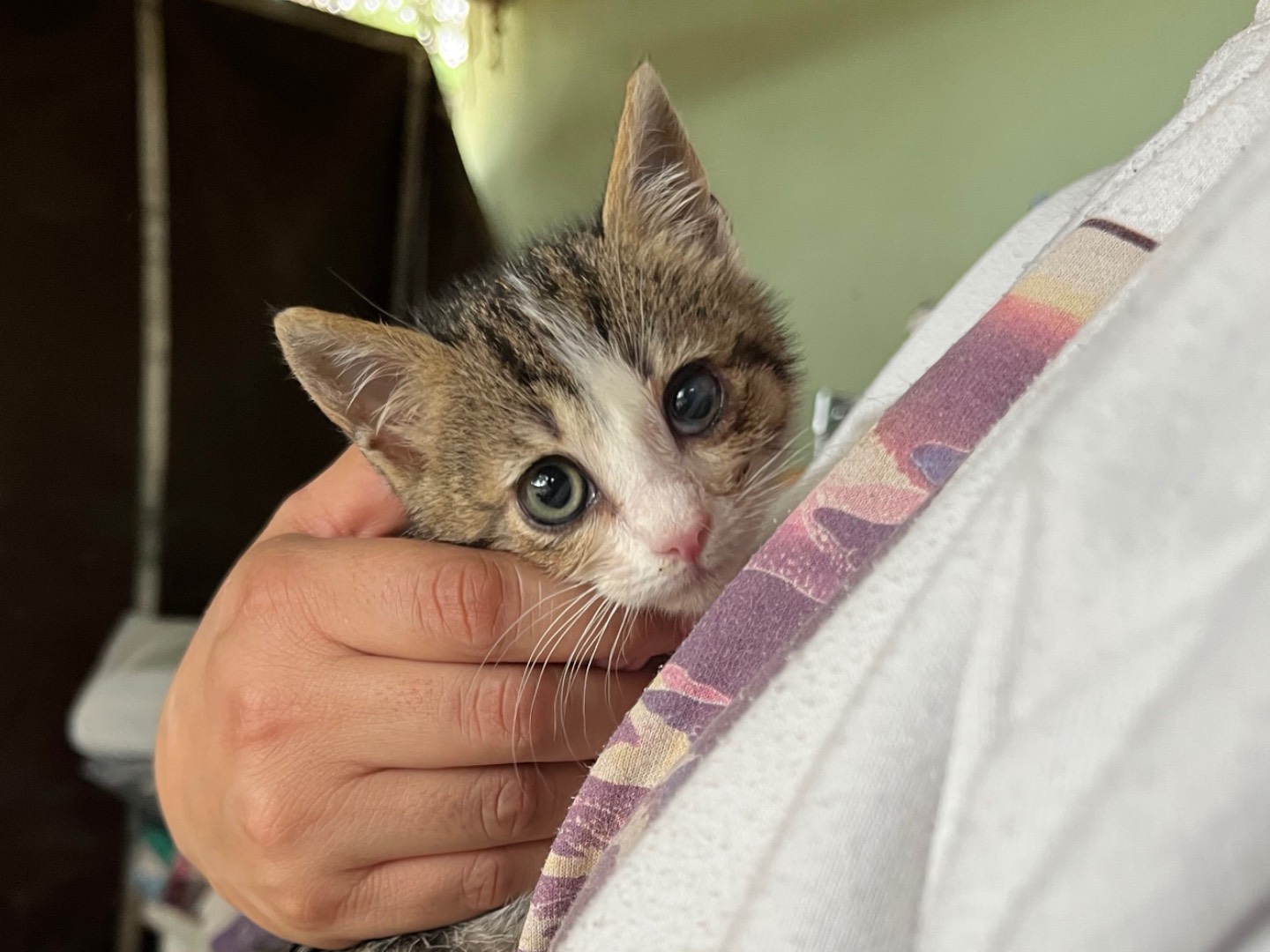 Adotta un gatto, femmina, 3 mesi, Bergamo