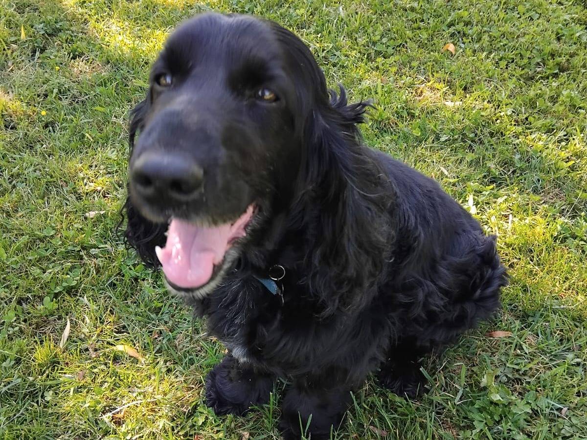 Adotta un cane, maschio, 9 anni  e 3 mesi , Treviso