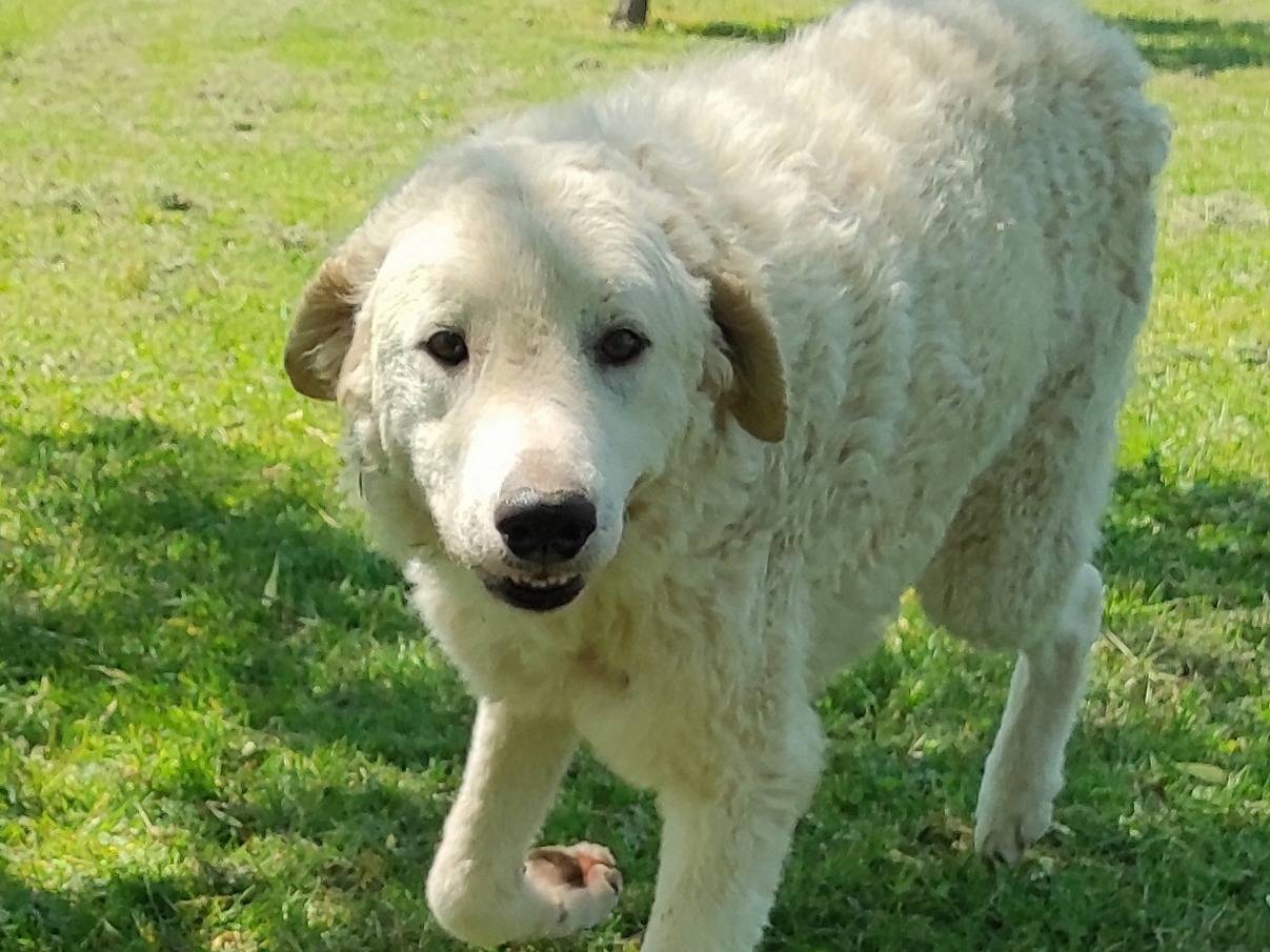 Adozione cane, femmina, Pastore maremmano Razza sconosciuta, 1 anno e 1 mese, taglia media, Treviso