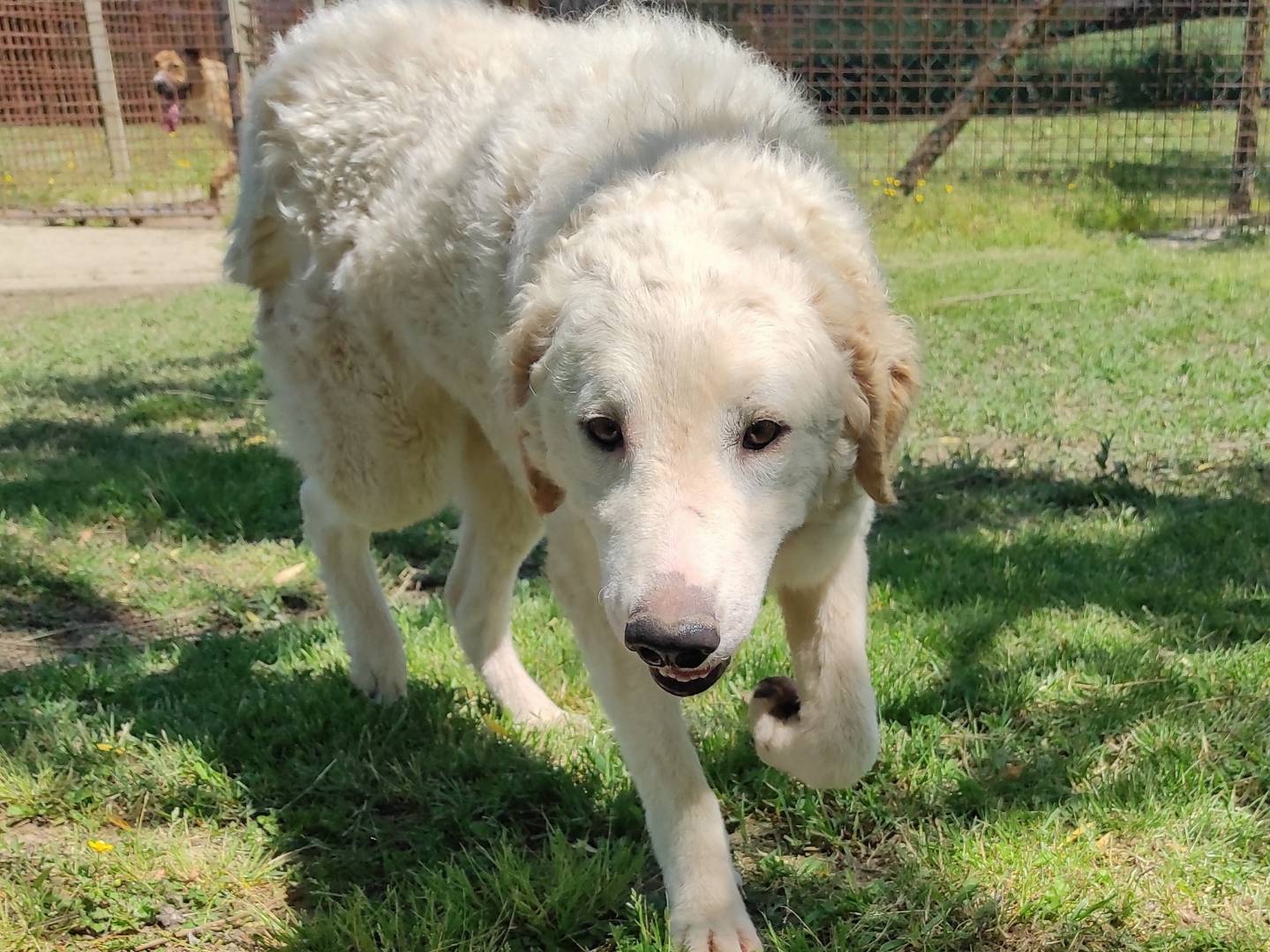 Adotta un cane, femmina, 1 anno e 1 mese, Treviso