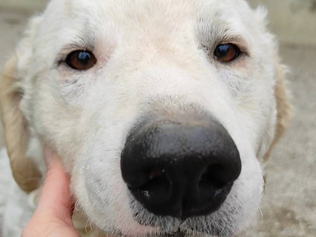 Adotta un cane, taglia media, femmina, Treviso