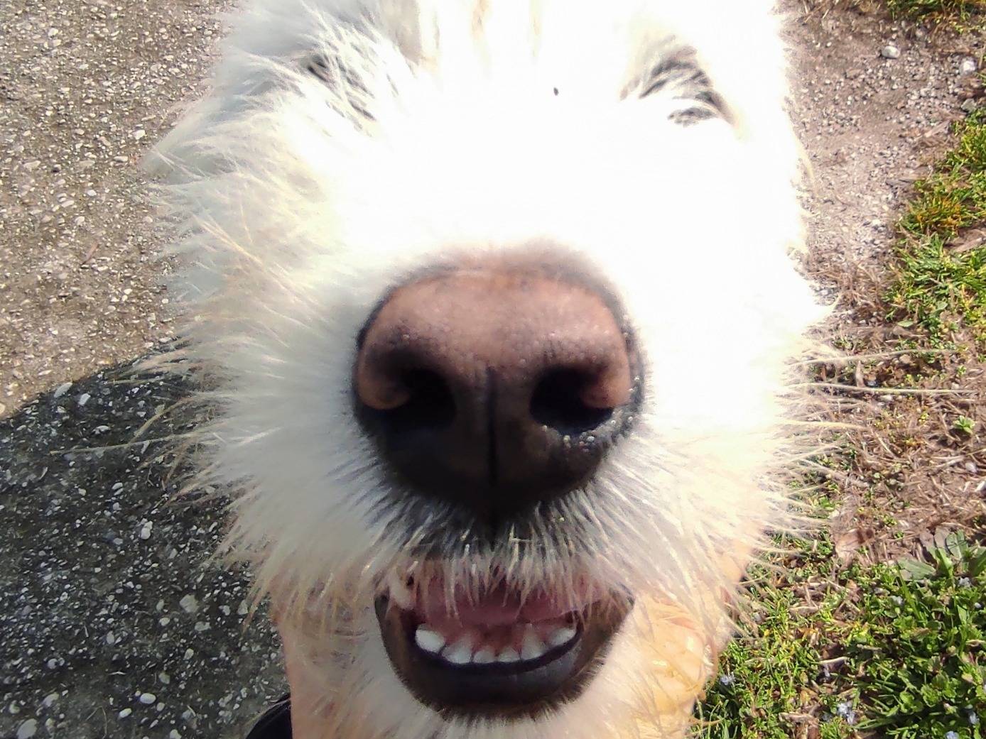 Adotta un cane, maschio, 6 mesi, Treviso