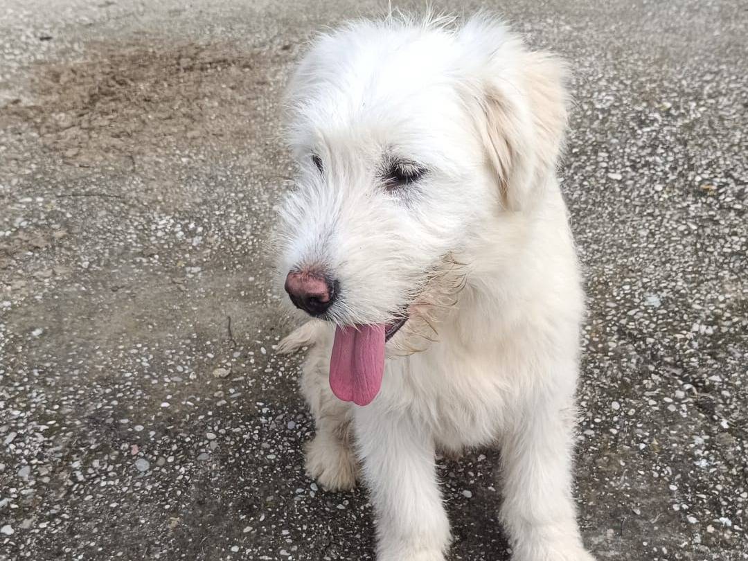 Adotta un cane, taglia gigante, maschio, Treviso