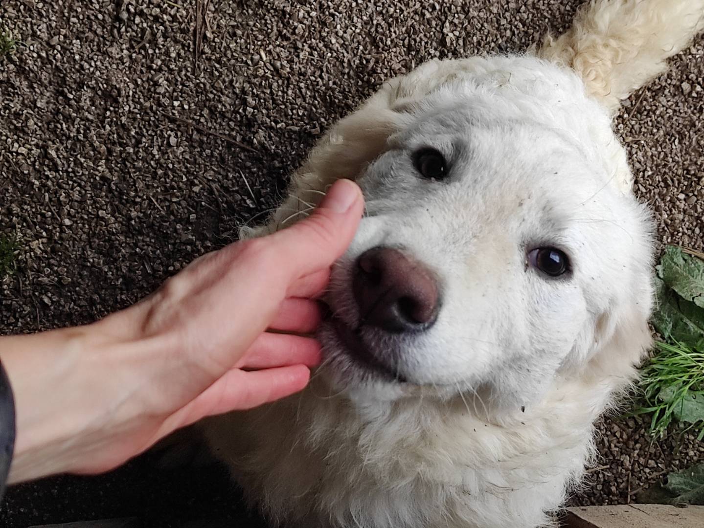 Vuoi adottare un cane a Treviso?