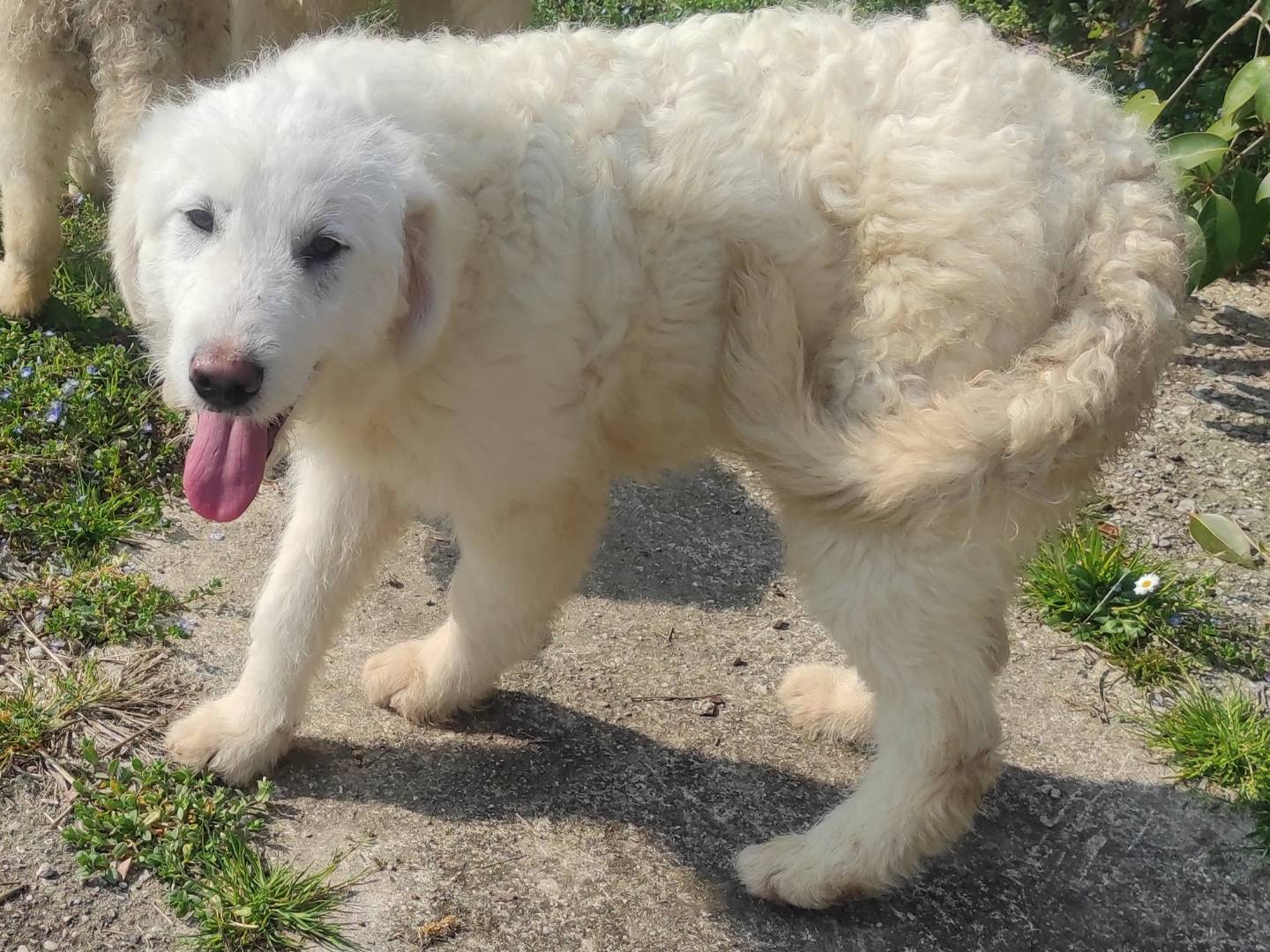Adotta il cane Sam a Treviso