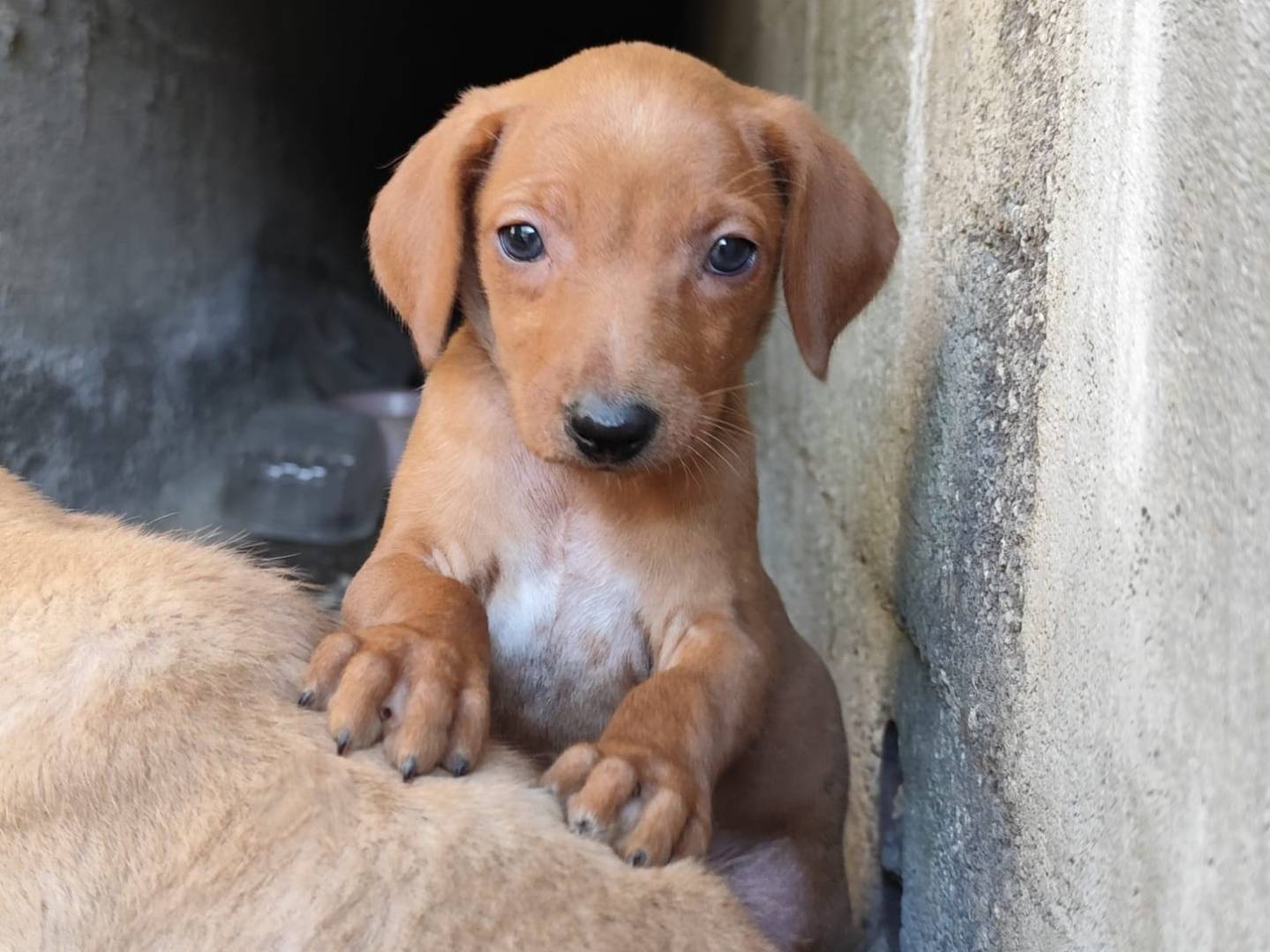 Adozione cane, maschio, Segugio Razza sconosciuta, 1 mesi, taglia media contenuta, Messina
