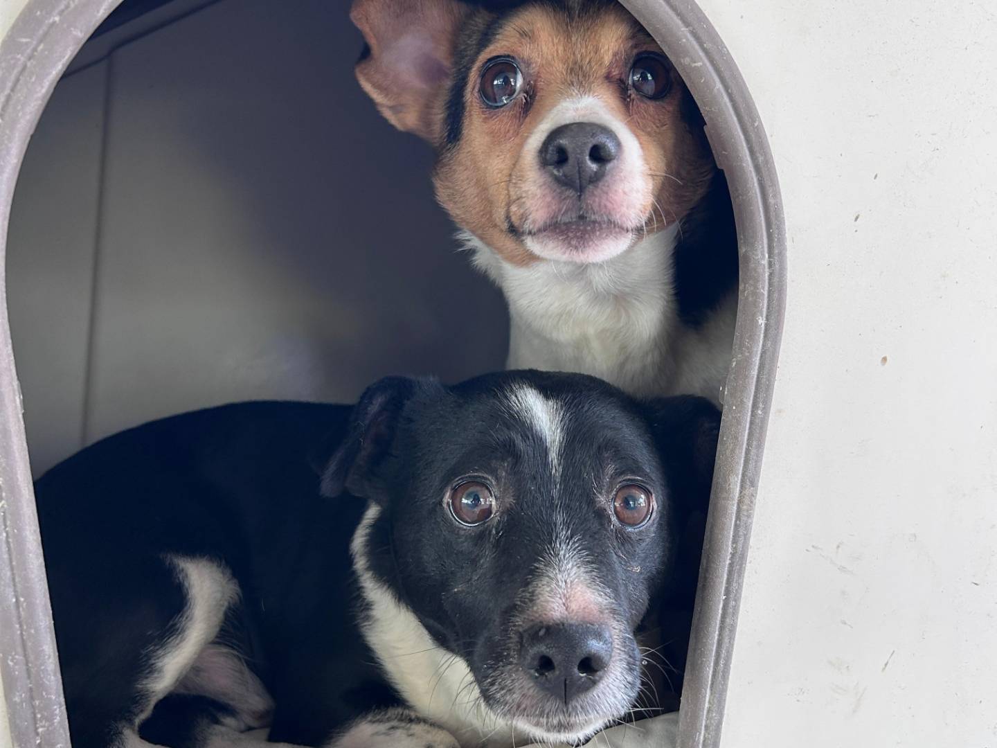 Foto dell'animale