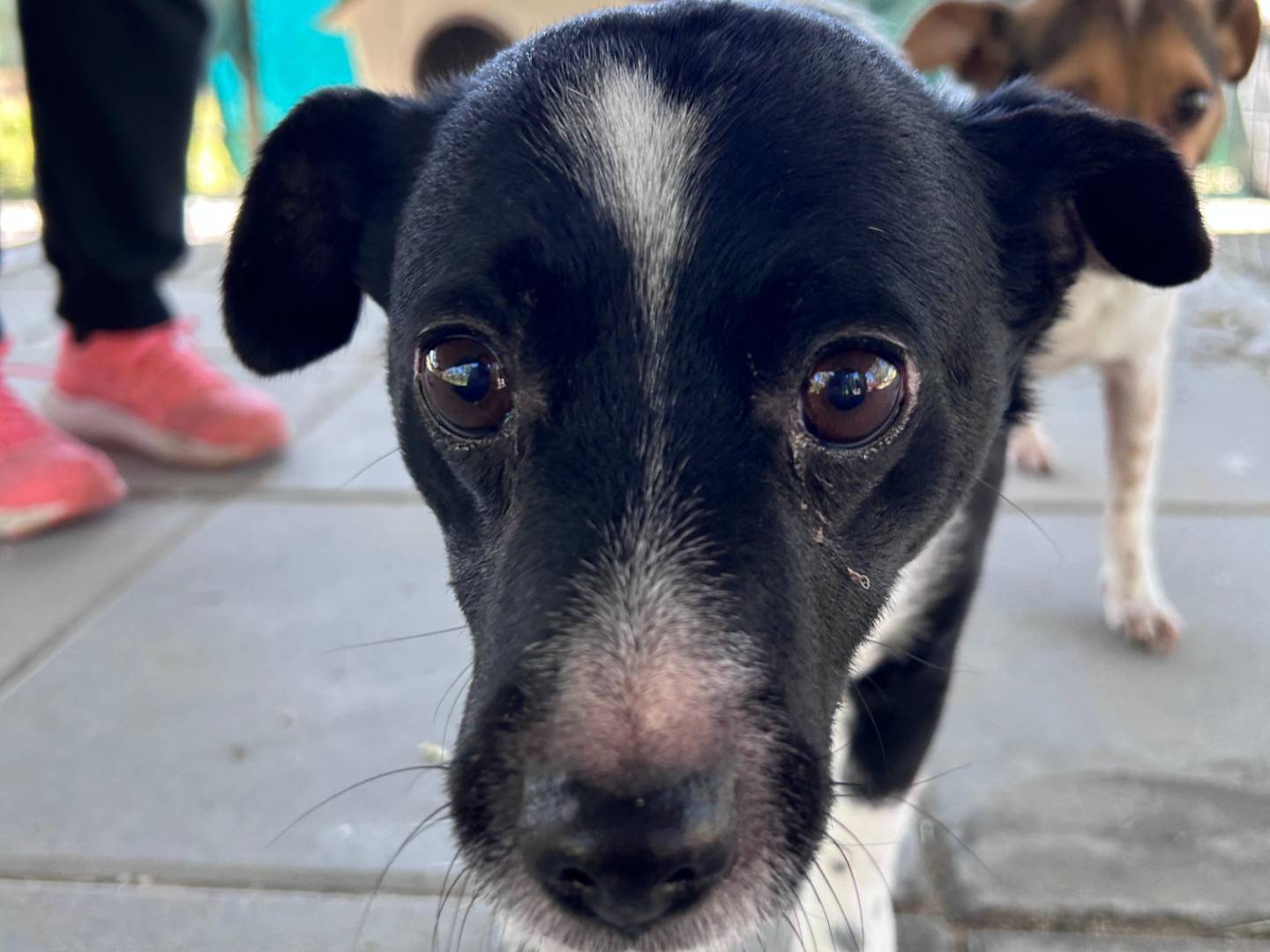 Adotta un cane, taglia piccola, femmina, Chieti