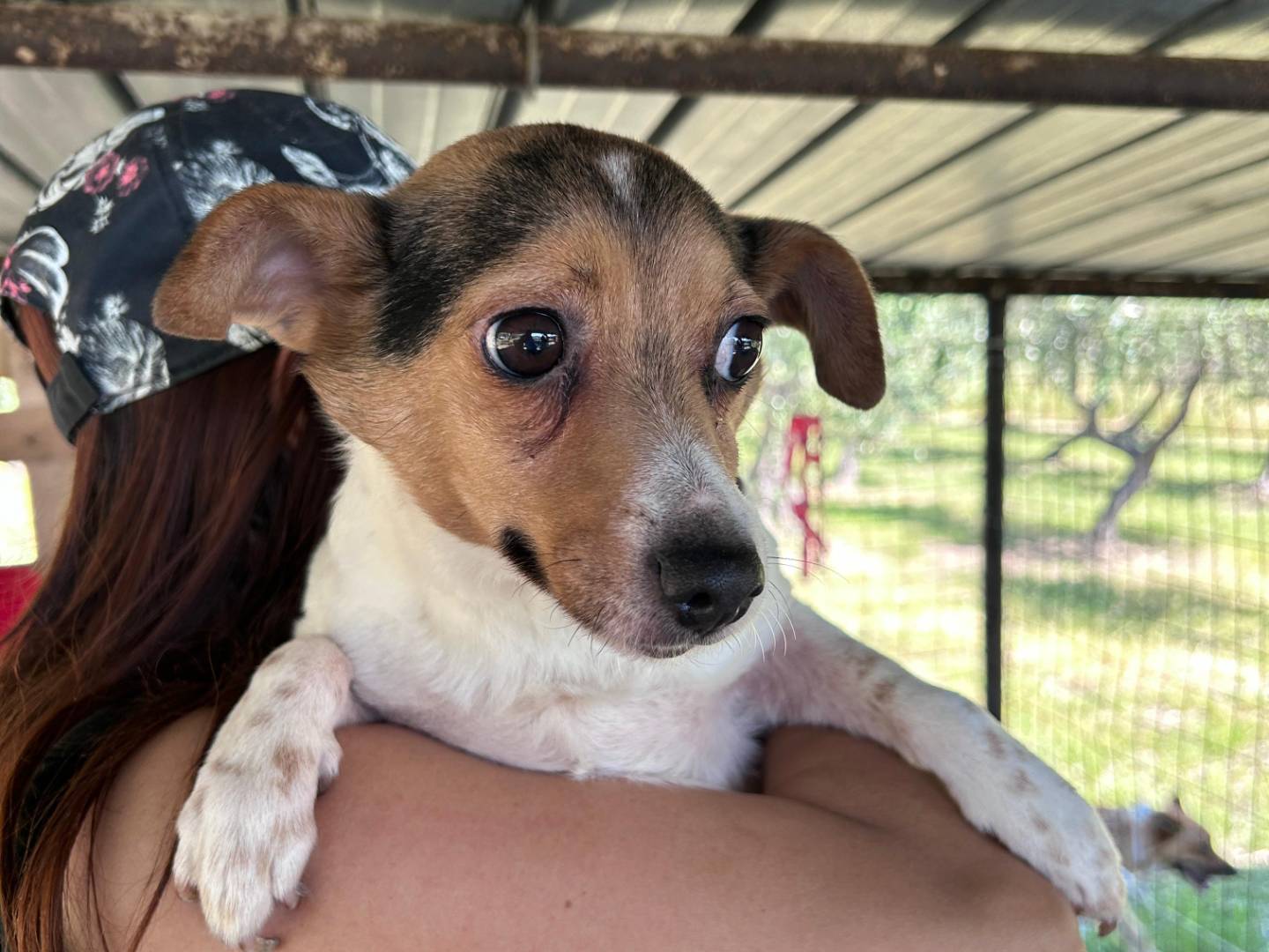 Vuoi adottare un cane a Chieti?
