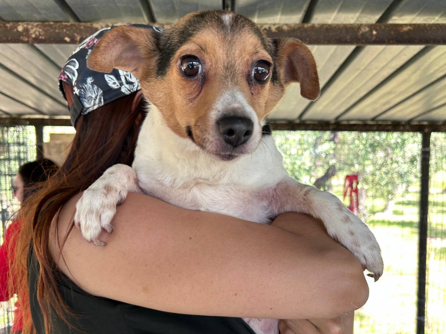 Adotta il cane KIKO E KIKA a Chieti