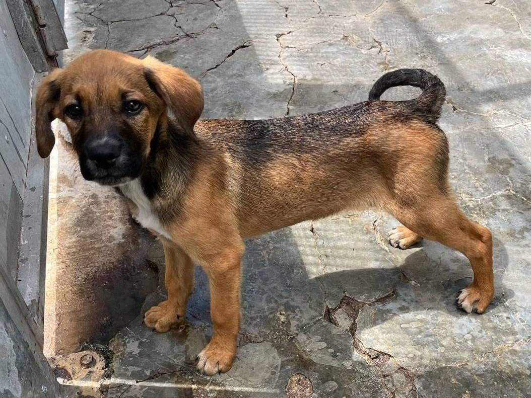 Foto dell'animale