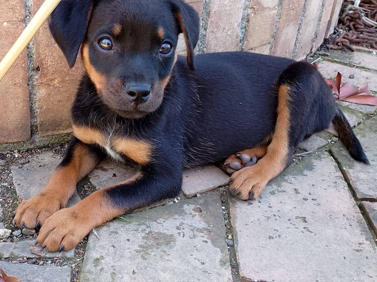 Foto dell'animale