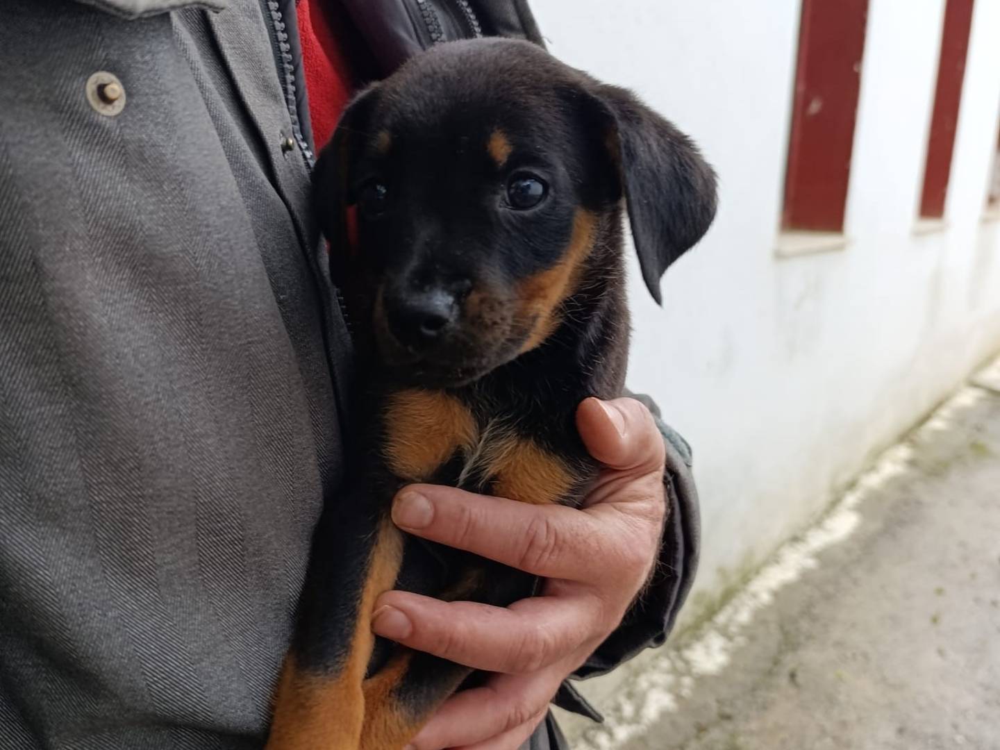 Adotta un cane, taglia piccola, femmina, Catanzaro