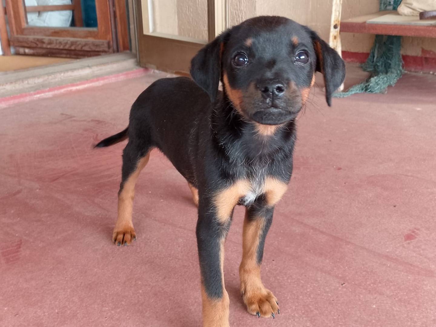 Vuoi adottare un cane a Catanzaro?
