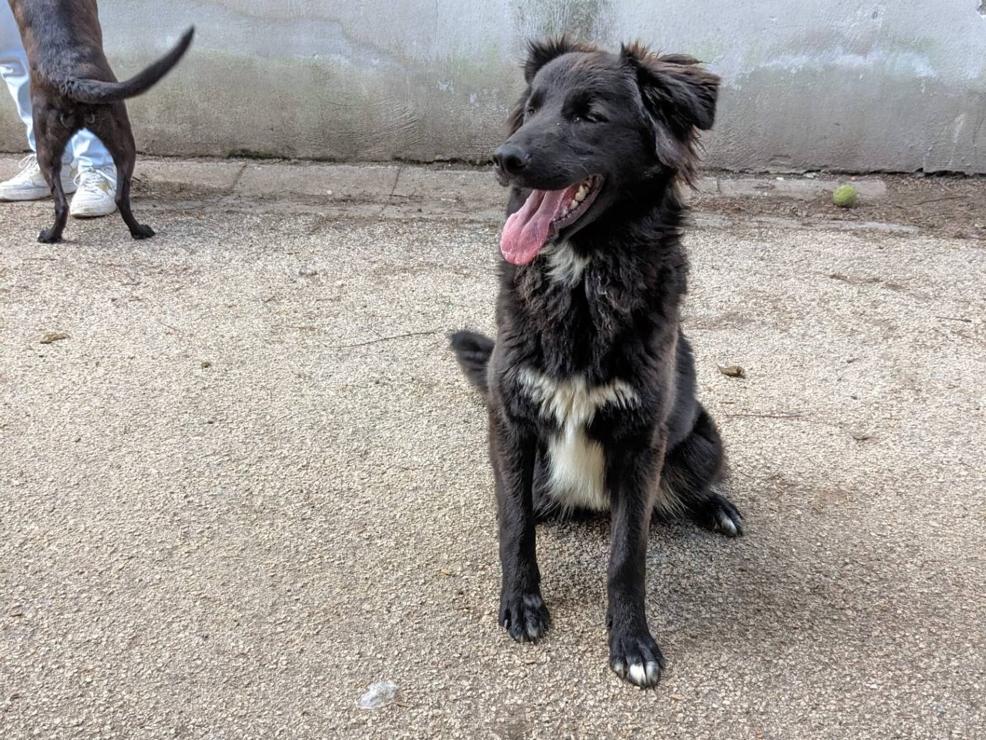 Adotta un cane, femmina, 11 mesi, Caserta