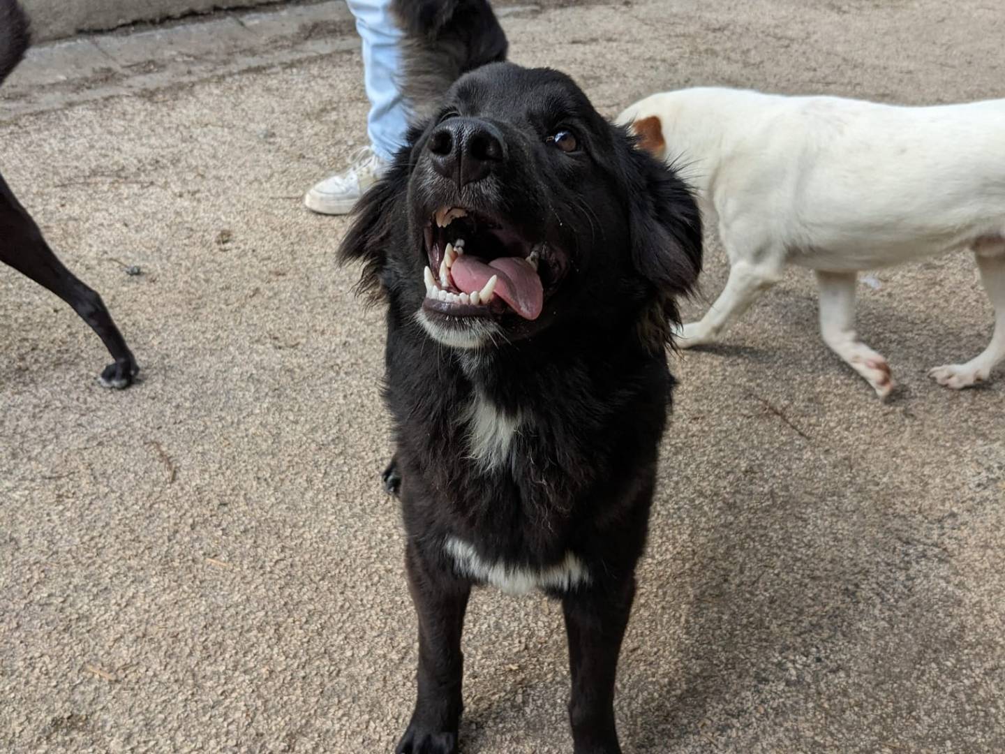 Adotta un cane, taglia media contenuta, femmina, Caserta
