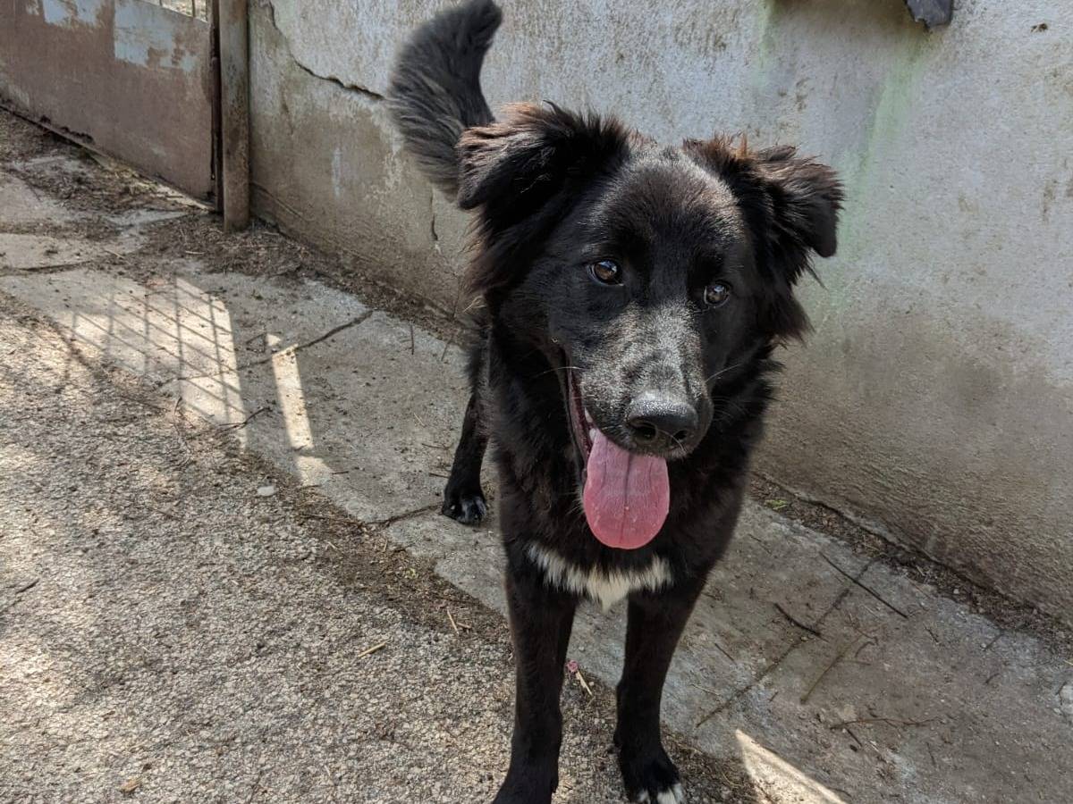 Vuoi adottare un cane a Caserta?