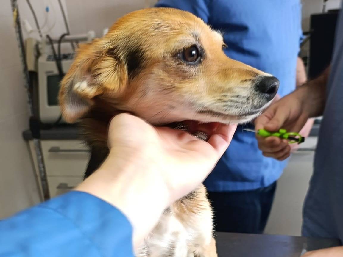 Foto dell'animale