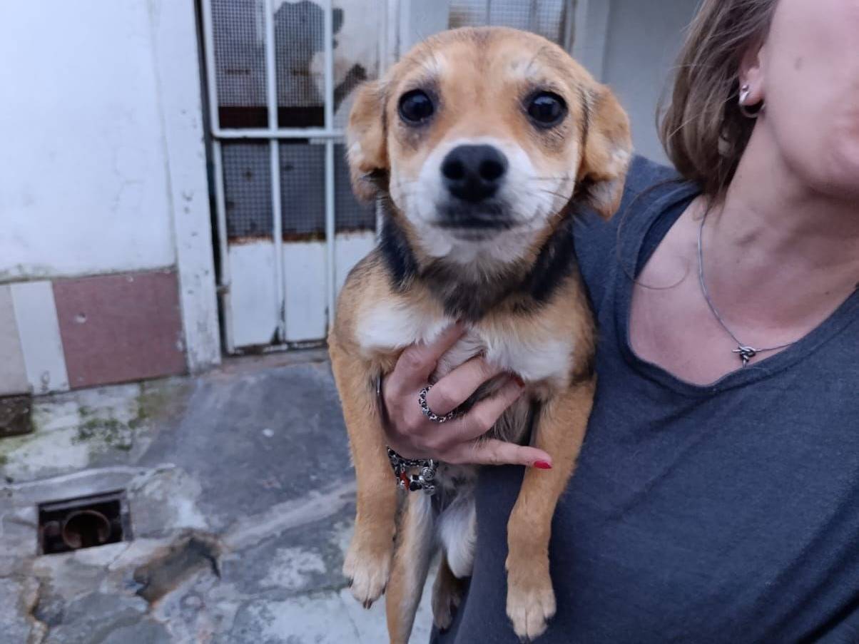Adotta un cane, femmina, 6 mesi, Catanzaro