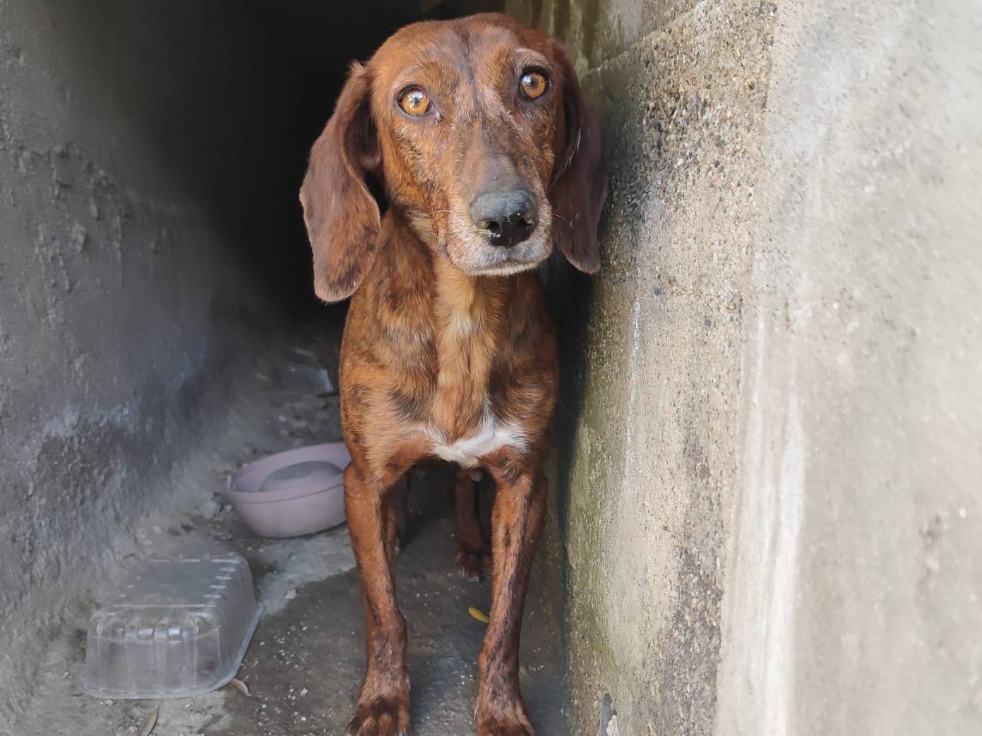 Foto dell'animale