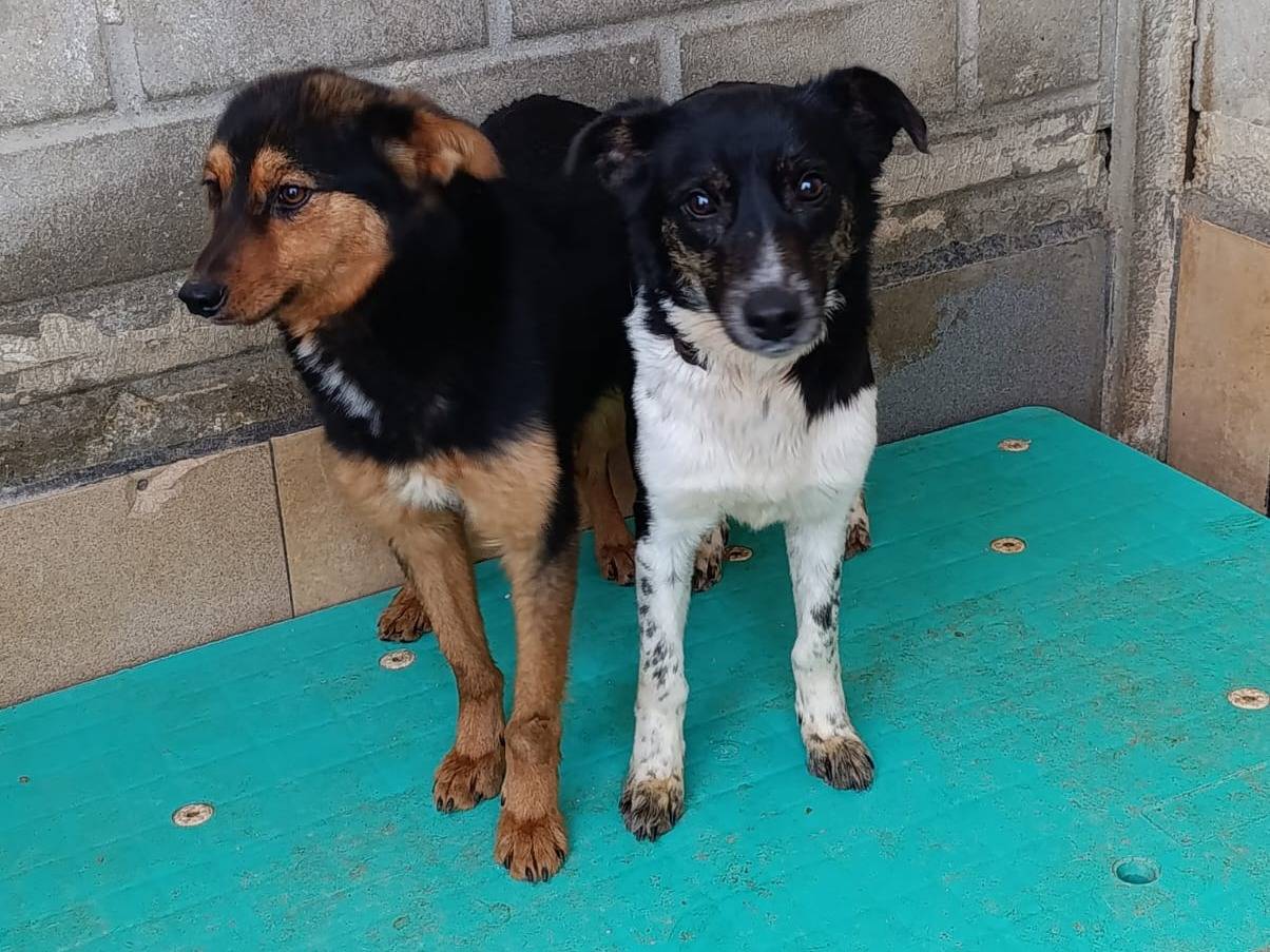 Adotta un cane, maschio, 1 anno e 4 mesi , Catanzaro
