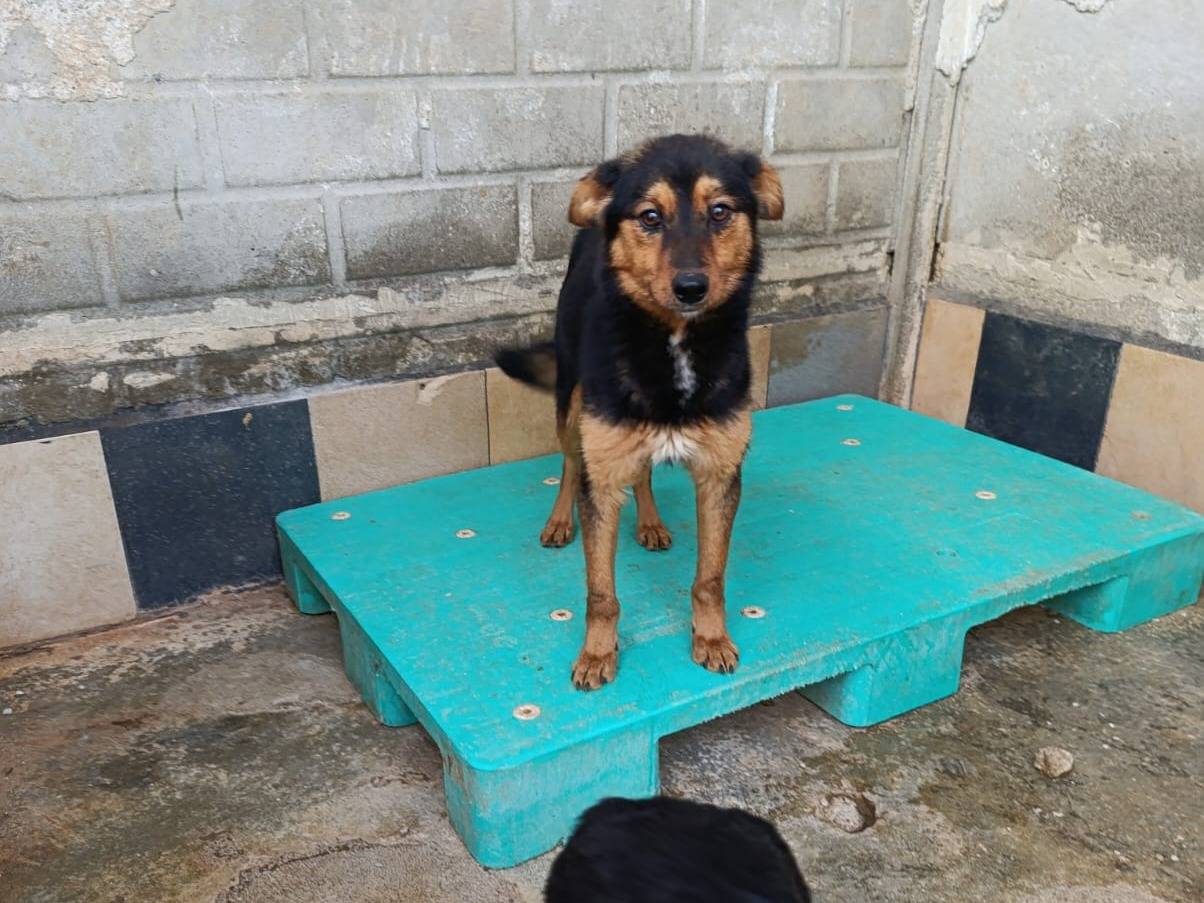 Adotta un cane, taglia piccola, maschio, Catanzaro