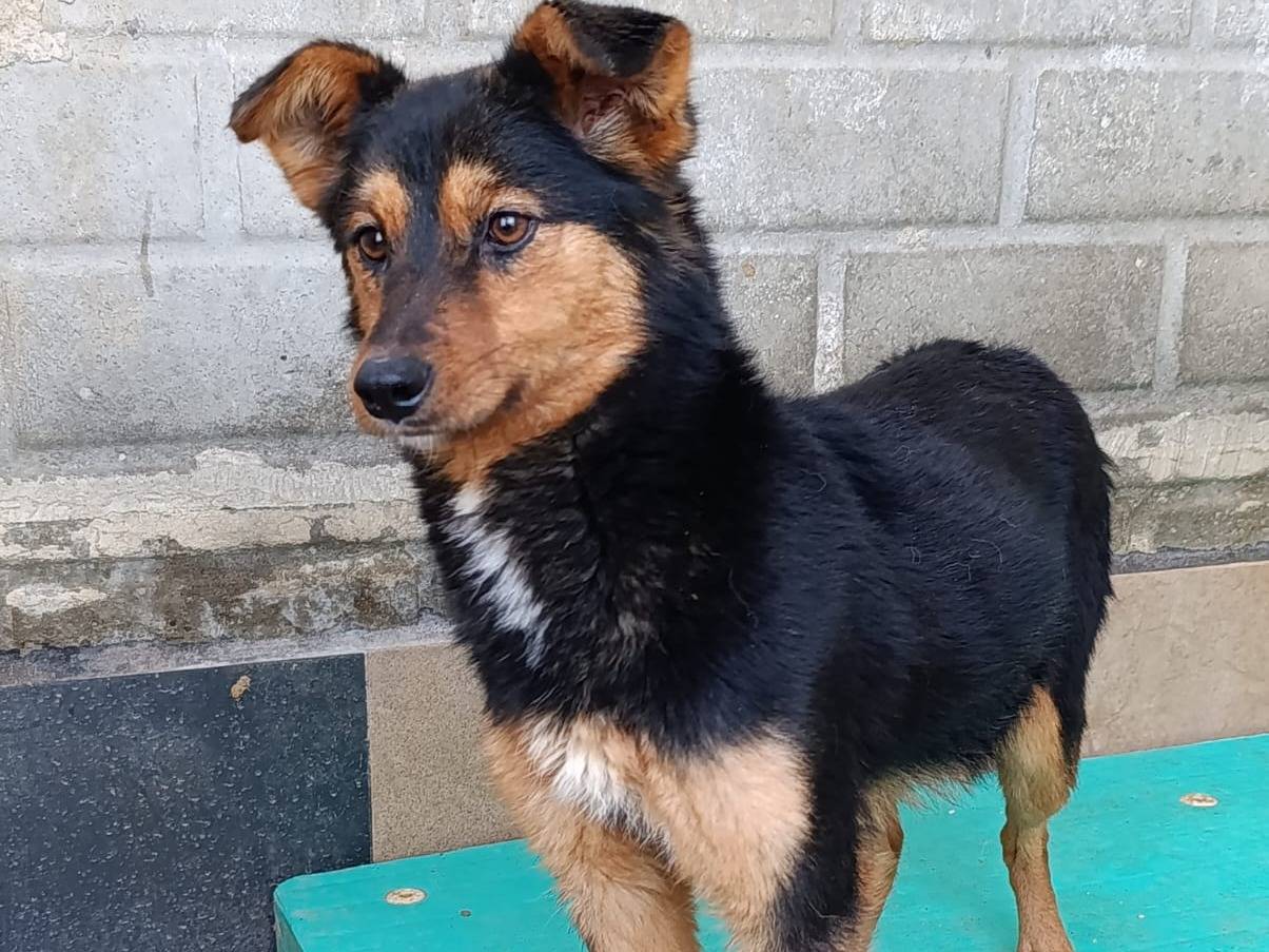 Vuoi adottare un cane a Catanzaro?