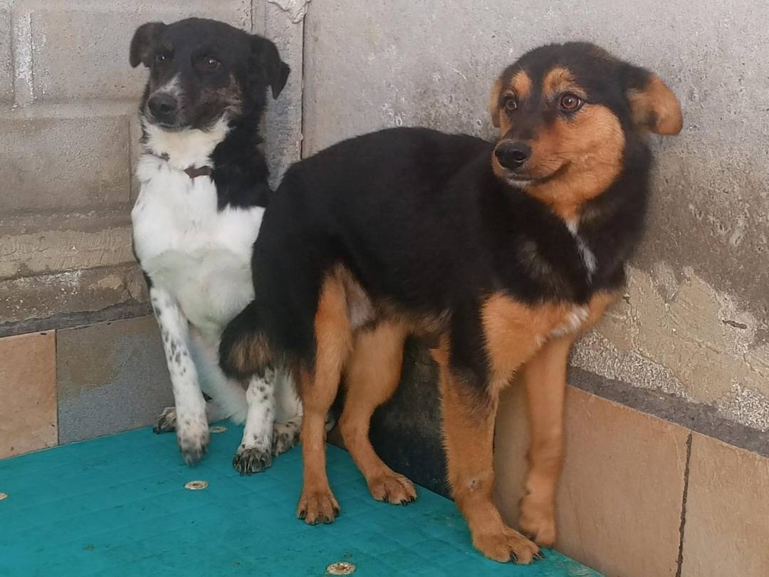 Adotta il cane Mowgli a Catanzaro