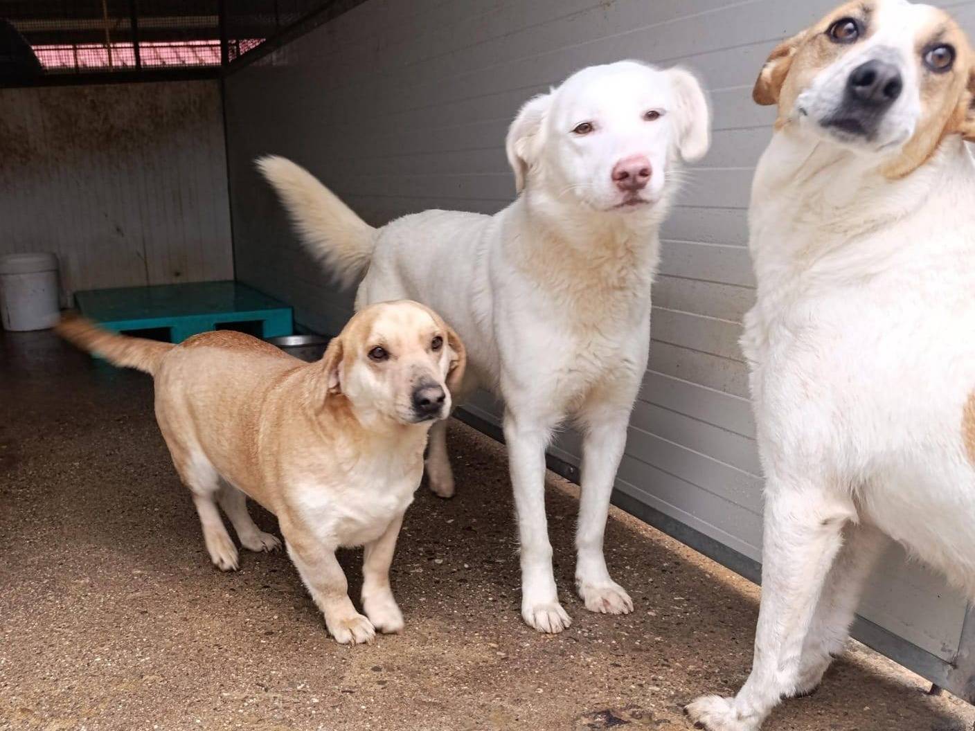 Adotta un cane, maschio, 3 anni  e 1 mese, Catanzaro