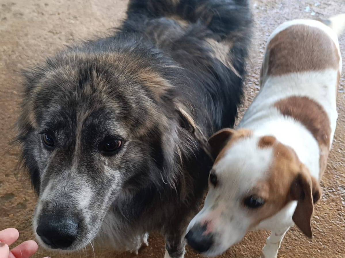 Adotta un cane, maschio, 3 anni  e 11 mesi , Catanzaro