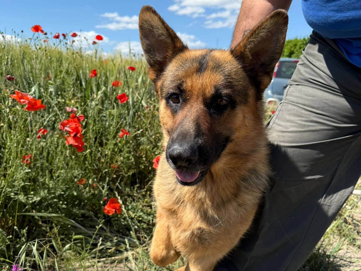 Foto dell'animale