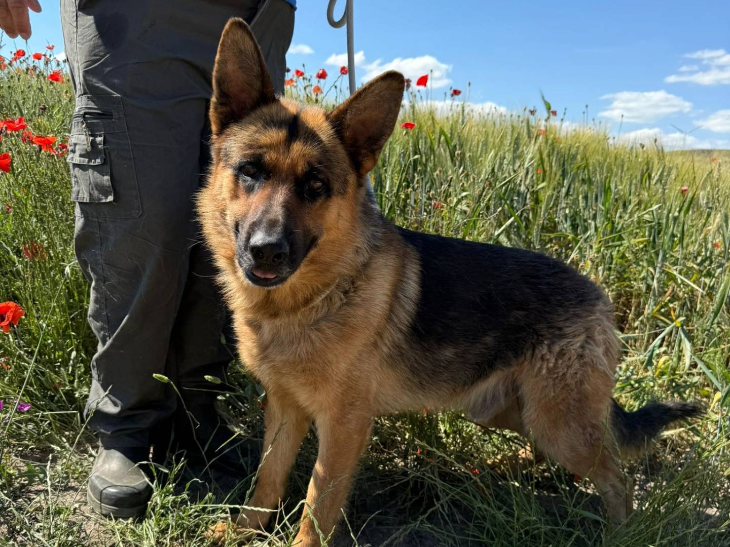Adotta un cane, maschio, 3 anni , Matera