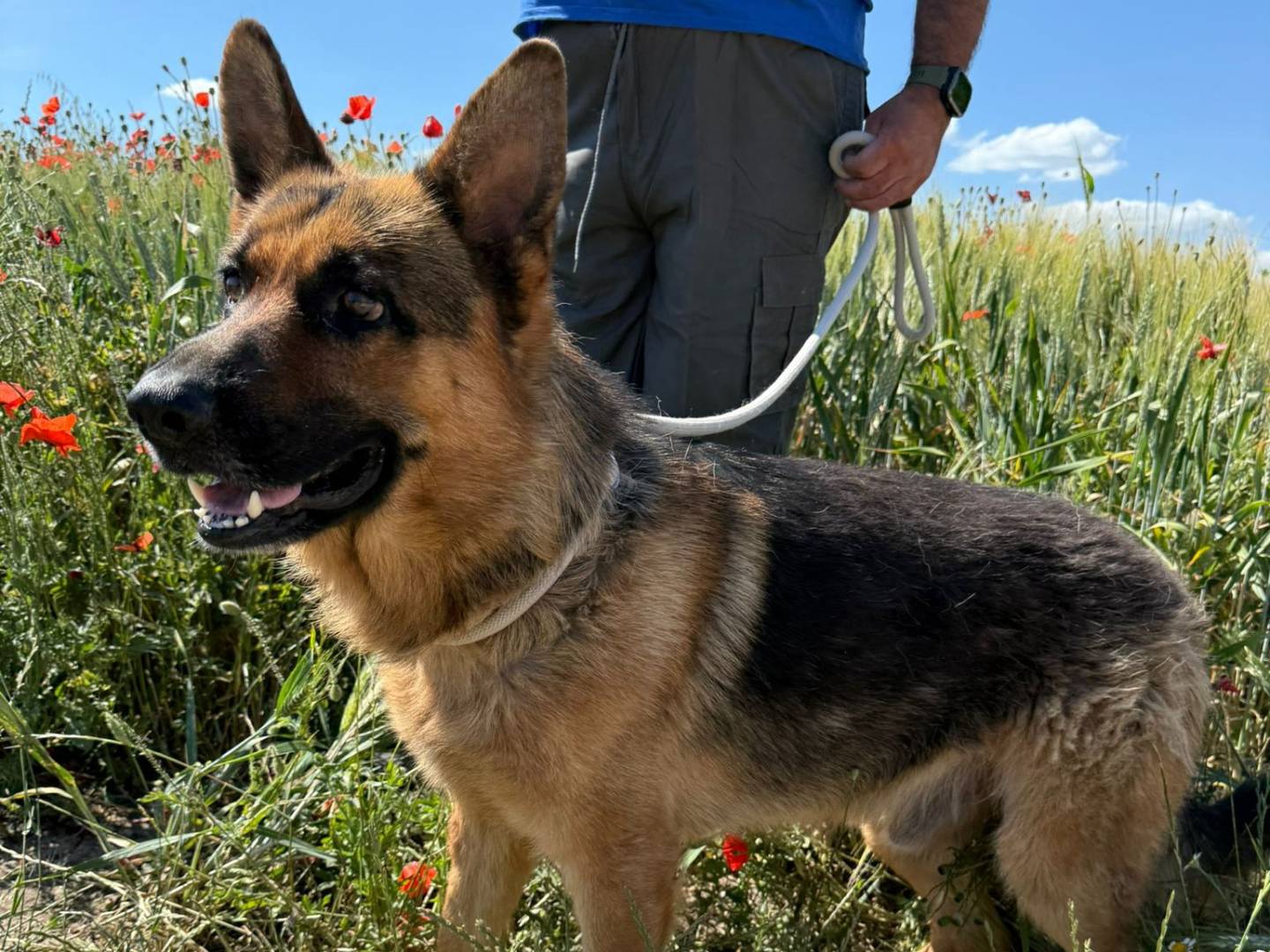 Adotta un cane, taglia grande, maschio, Matera