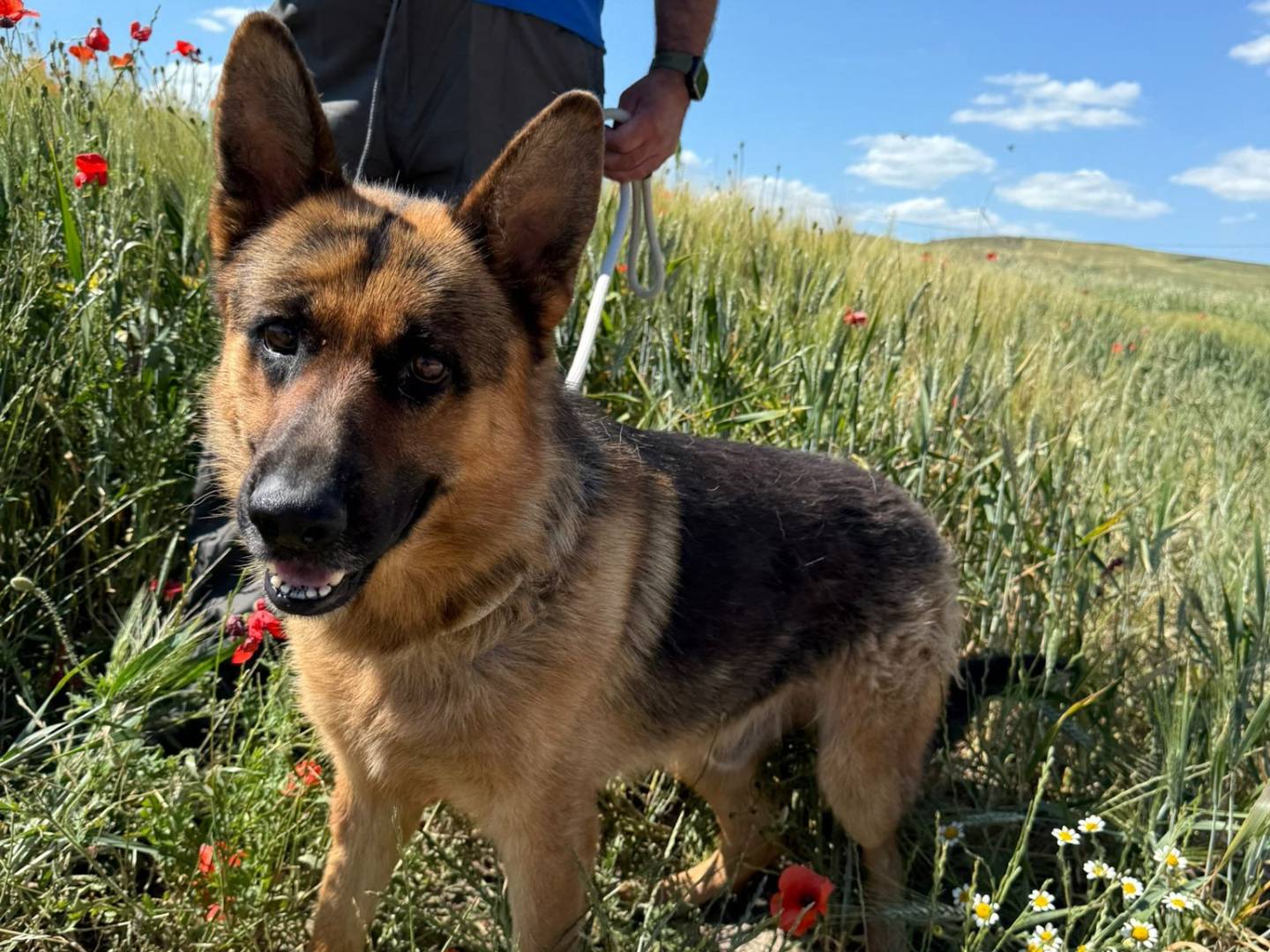 Vuoi adottare un cane a Matera?