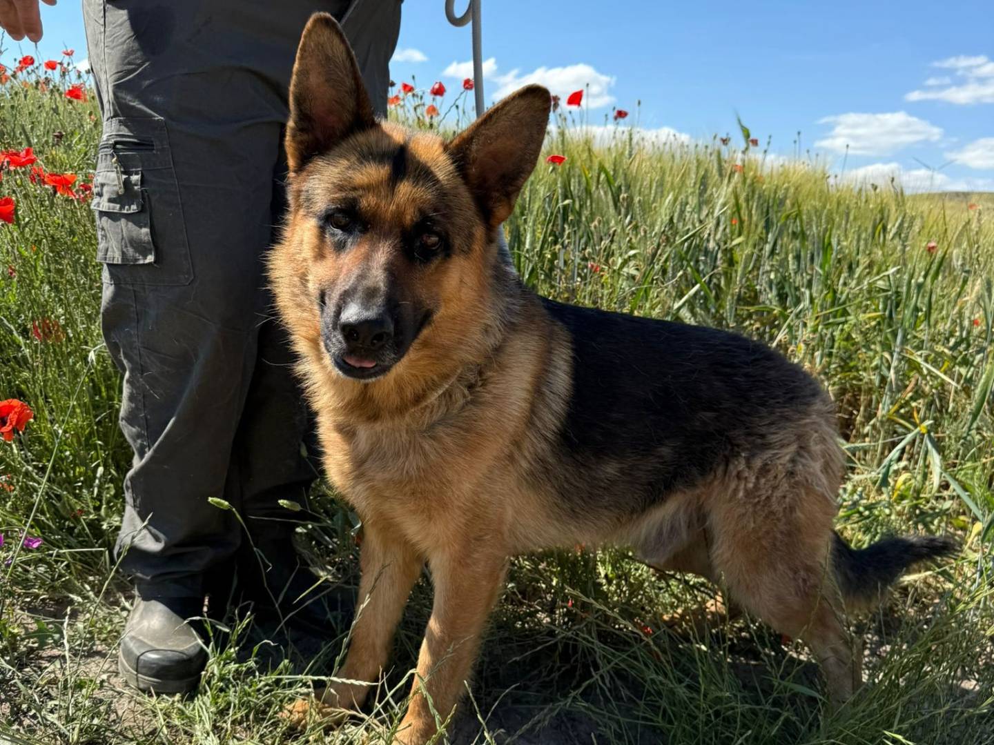 Adotta il cane Vlad a Matera