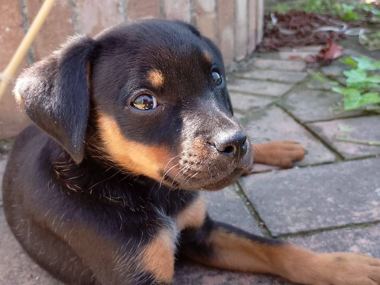 Adotta un cane, femmina, 1 mesi, Catanzaro