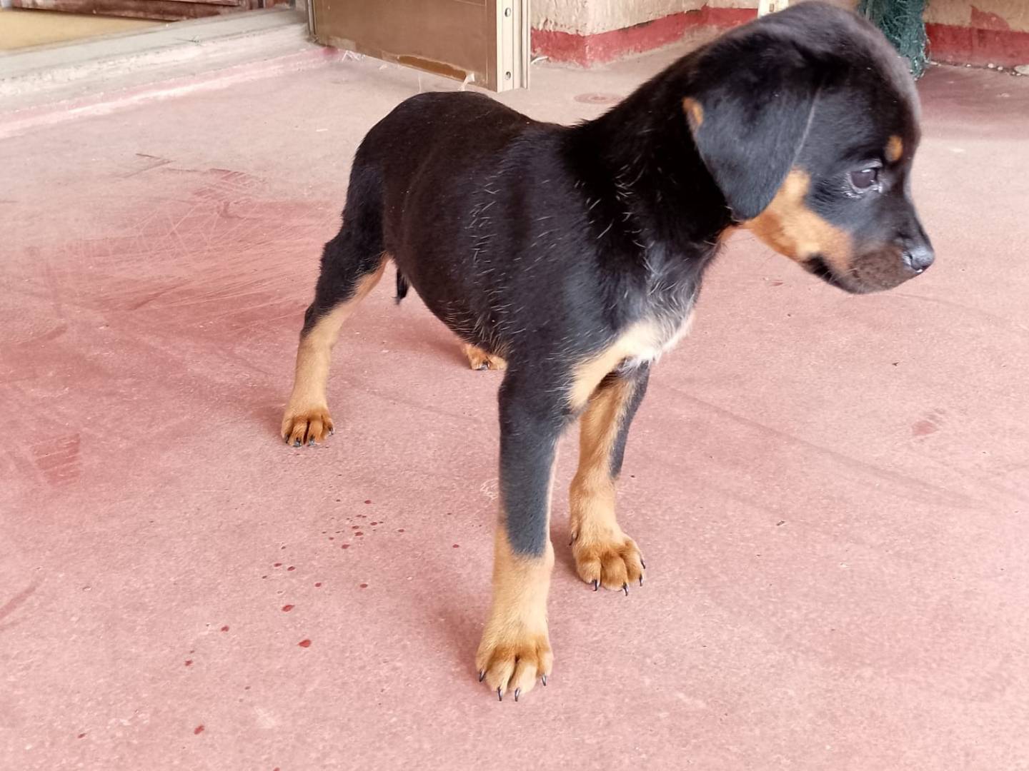 Adotta il cane Nora a Catanzaro