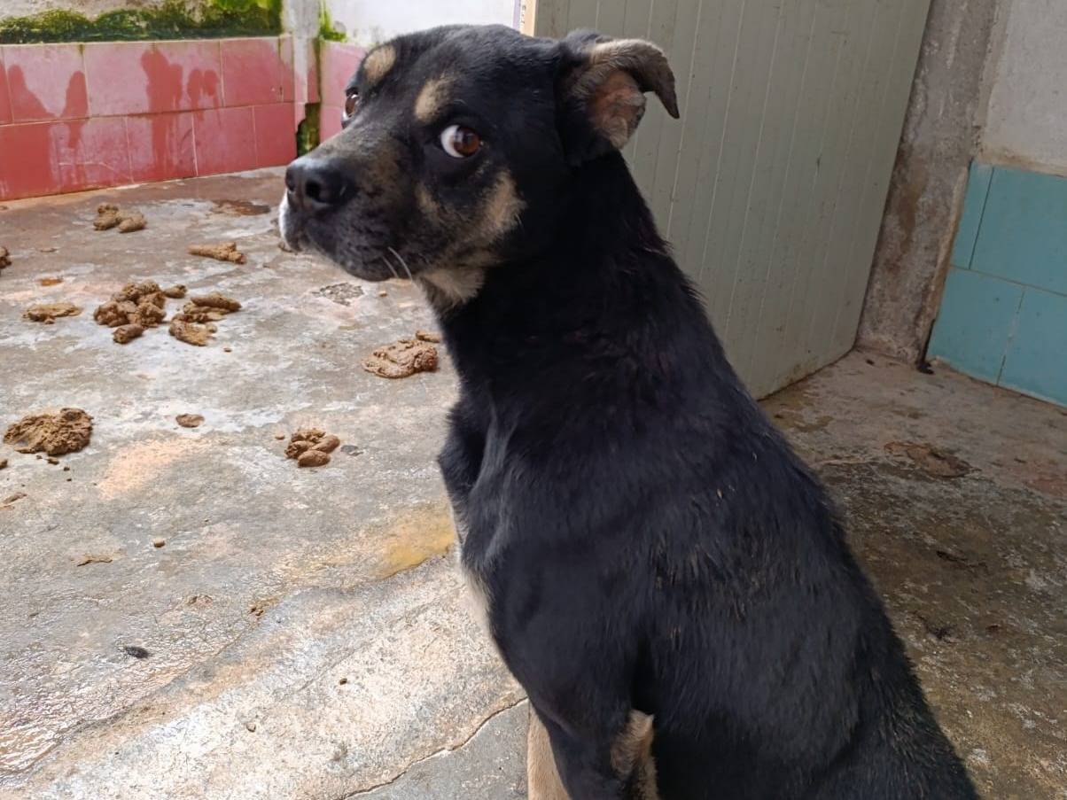 Adotta un cane, taglia media contenuta, maschio, Catanzaro