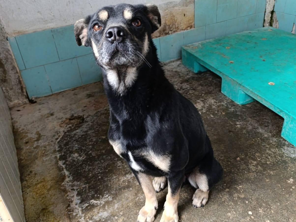 Vuoi adottare un cane a Catanzaro?