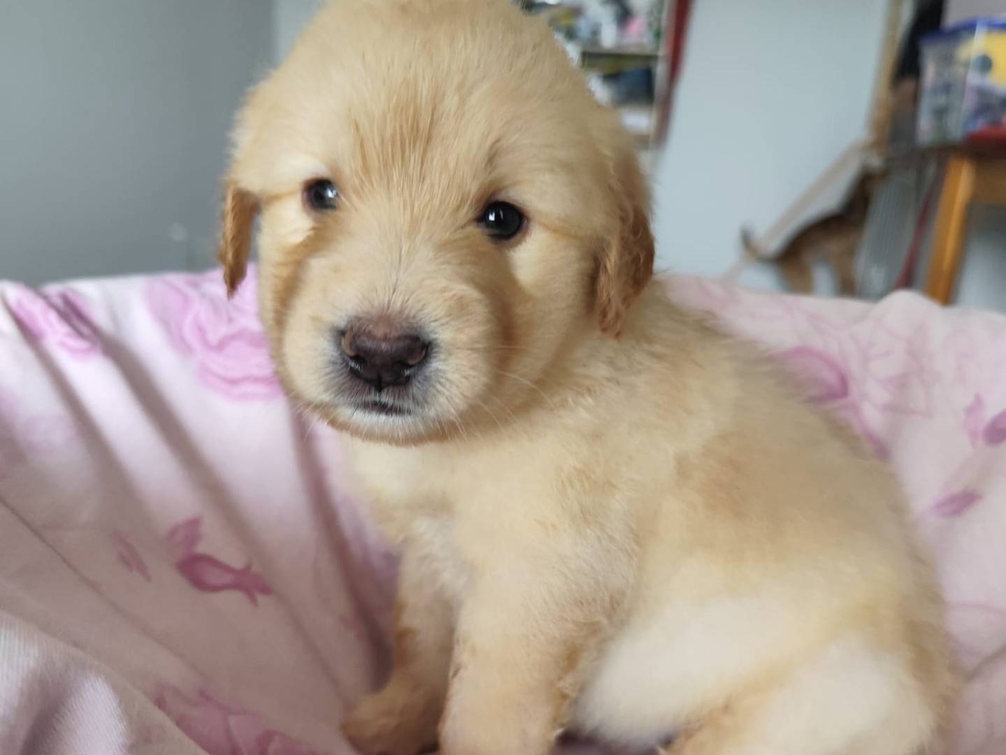 Adozione cane, maschio, Golden Retriever Razza sconosciuta, 0 mesi, taglia media, Messina