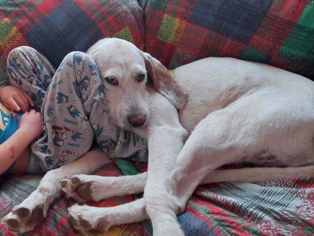Vuoi adottare un cane a Trento?