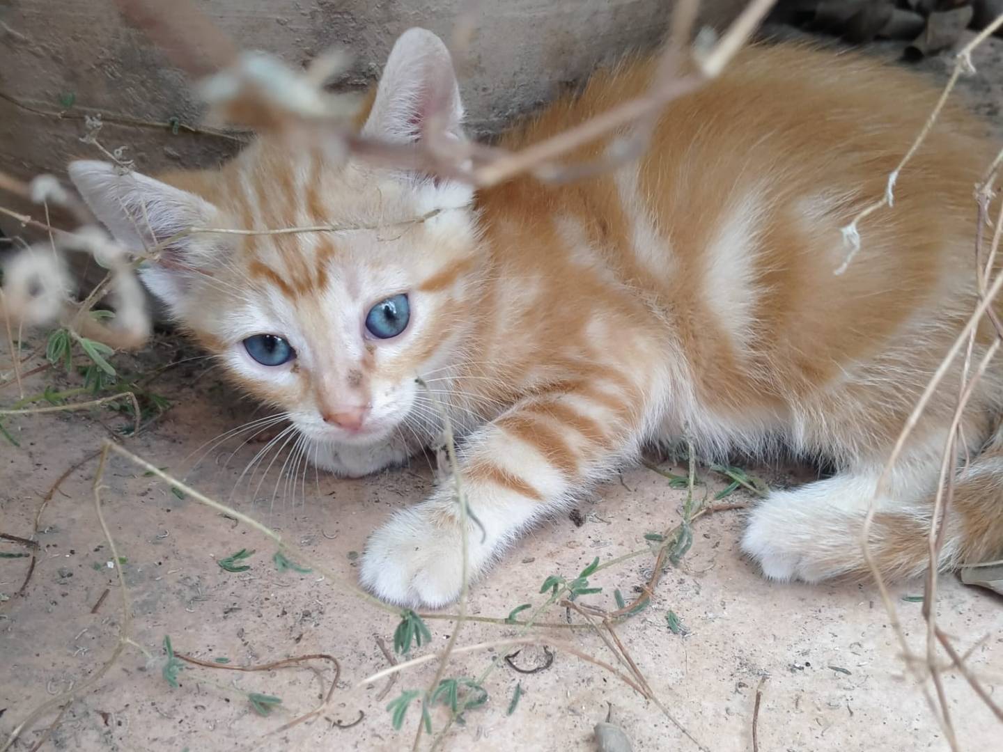 Foto dell'animale