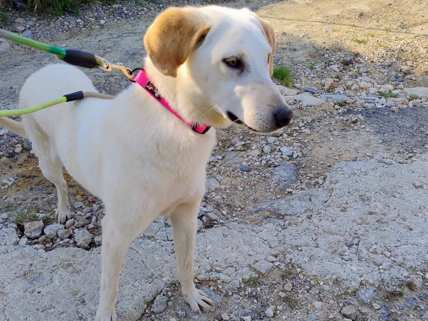 Adotta un cane, femmina, 1 anno, Ferrara