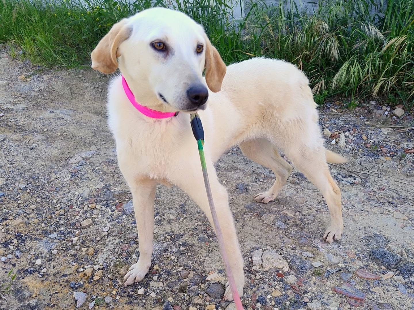Adotta un cane, taglia media contenuta, femmina, Ferrara