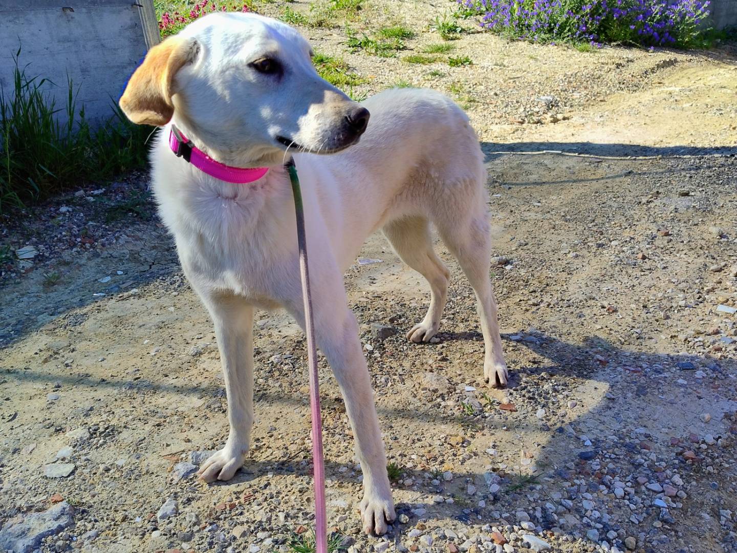 Vuoi adottare un cane a Ferrara?